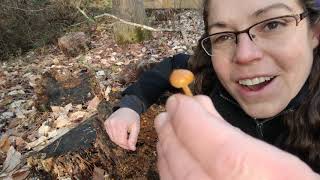 How to ID deadly Galerina mushrooms [upl. by Aicnatsnoc]