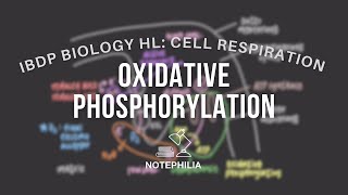 IB Biology HL Cell Respiration  Oxidative Phosphorylation [upl. by Esilanna]