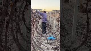 Burying grape vines for winter protection process [upl. by Saimon]