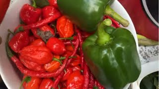 Harvesting Eddoe and pepper October  part 1 [upl. by Beverly]