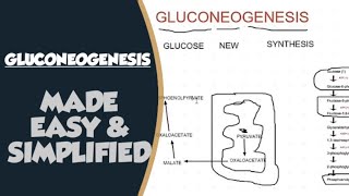 Gluconeogenesis Biochemistry [upl. by Alburg]