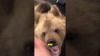 Bear Breaks In and Gets a Treat [upl. by Etteve499]