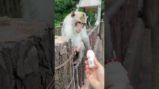 Monkey brother cant drink anything if he doesnt know how to use a straw [upl. by Ayadahs]