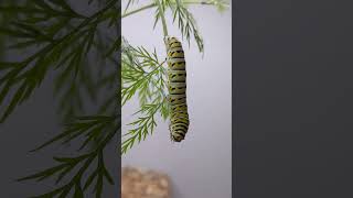 Black swallowtail caterpillar time lapse [upl. by Kcorb]