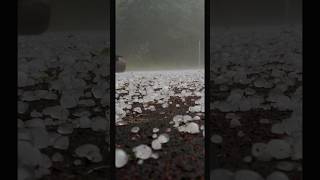 Hailstorms in CalgaryCanada hailstorm calgarylife canada canadalife thunderstorm [upl. by Josephina]