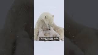 How do Polar Bears Hunt bear hunting polarbear [upl. by Yuille]