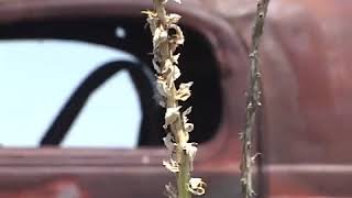 The Bombing Range  Lakota Land  Stories from Pine Ridge [upl. by Mctyre]