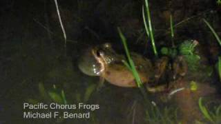 Calling Male Pacific Chorus Frogs [upl. by Oliric357]