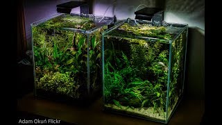 139 Nano cubes Aquael 30l [upl. by Key]