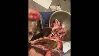 Fish cut at home in 🇨🇦fishcutting fishlovers bdfish [upl. by Newlin658]