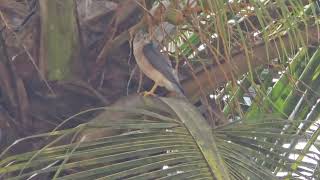 Diwali greetings from majestic royal SHIKRA Tachyspiza badia or Accipiter badius in Mapusa [upl. by Ciapha]