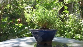 2015 5 31 八つ房下野 ヤツフサシモツケ 盆栽 Japanese Spiraea Bonsai [upl. by Emrich]