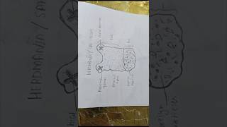 Diagram of herdmaniaseasquirt herdmaniaseasquirt diagramofherdmania easydiagramcephalochordata [upl. by Marleen]