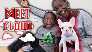 Meet Our New Puppy quotCloudquot [upl. by Bergh]