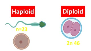 Haploid vs Diploid Cell for beginners  Difference between Haploid and Diploid Cell [upl. by Laamaj]