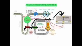 CORSO DI FISIOLOGIA UMANA  LEZIONE 9 DI 81  FISIOLOGIA CARDIOVASCOLARE  PARTE 4 [upl. by Nidya]