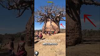 ¡ESTE MISTERIOSO ÁRBOL HA SIDO VENERADO POR GENERACIONES “EL BAOBAB” [upl. by Rysler540]