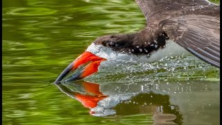 Skimming by Black Skimmers  Baby Skimmers [upl. by Liban]