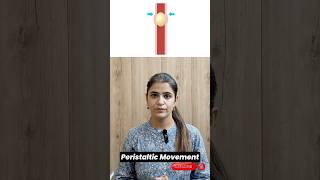 Understanding Peristaltic Movement How Your Body Moves Food Urine amp Ovum [upl. by Animsay]