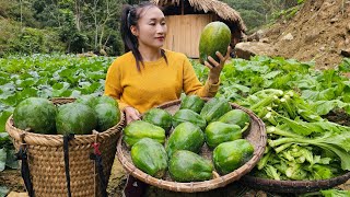 FULL VIDEO Harvest Papaya Green Vegetables Celery Bell Peppers Bananas goes to the market sell [upl. by Eoj316]