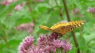 Great Spangled Fritillary  August 31 2013 [upl. by Guimond]