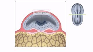 General Embryology  Detailed Animation On Neurulation [upl. by Cioffred]