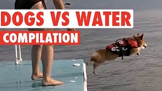 Amazing Dog vs Water Puppy Pet Video Compilation 2016 [upl. by Atlas10]