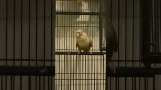 Green cheek conure screaming and dancing [upl. by Tyra836]