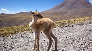 Vicuña South American camelids [upl. by Prowel]