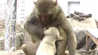 monkeypuppy love 1 1wmv [upl. by Buehrer668]