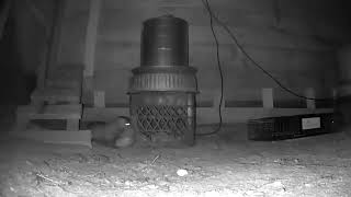 Mink hunts a fat rat outside a Maine chicken coop [upl. by Guillemette]