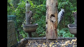 The Bird Perch Live  Platform Feeder 101124 [upl. by Ambrosio]