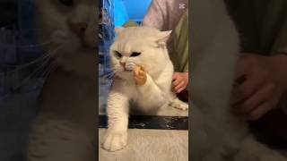 LAUGH OUT LOUD with the FUNNIEST Animals of 2024 funnyvideo funny cat shorts short comedy [upl. by Ientruoc]