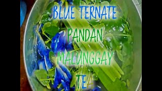 Blue Ternate Tea with Malunggay and Pandan Leaves [upl. by Jobi]