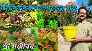 How to grow and care syzygium plant sree sanjiban [upl. by Aisetra724]