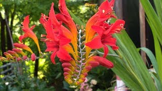 Crocosmia red Montbretia Lucifer [upl. by Hazrit]