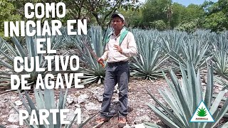 COMO INICIAR EN EL CULTIVO DE AGAVE PARTE 1 [upl. by Stander]