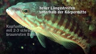 Serranus cabrilla Saegebarsch [upl. by Larcher]