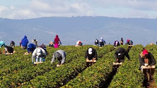 China is REFORESTING the Gobi Desert  Agriculture Regreening Project Great Green wall Africa [upl. by Malca]