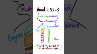 Anatomy of the Pharynx  Head and Neck Anatomy…anatomy mbbs biology science neuro nclex nurse [upl. by Coltun]