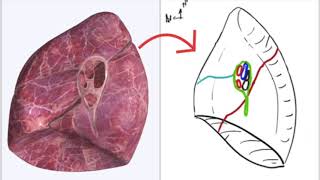 Appareil Respiratoire  Hile pulmonaire [upl. by Nueovas491]