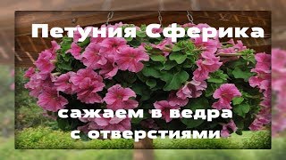 Петунии Сферика Сажаем в вёдра с отверстиями [upl. by Eugenio154]