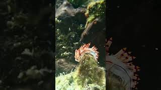 Flabellina rubrolineata in Aegean Sea A migrant of Red Sea and further a field [upl. by Lyckman]