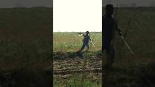 Eagle Attack On Birds  Quail Hunting with Basha  Falconry in Pakistan falcon [upl. by Terrej777]