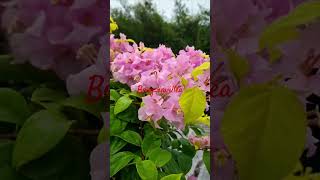 Bougainvillea Rare Verieties bougainvillea bougainvilleaflower bougainvilleabloom viralshorts [upl. by Haile]