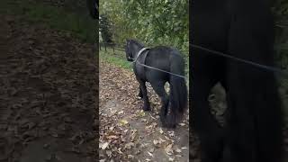 Long reining 😻 horse equesrian pony horselover [upl. by Anita326]