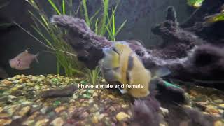 Keyhole cichlid care guid [upl. by Saxe]