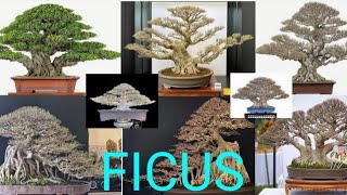 100 Bonsai BeringinFicus kimengelegankompaktabenjeminaarjunaiprikdll [upl. by Nesrac]