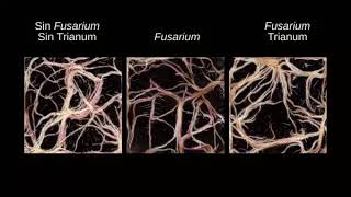 Luttez contre la Fusariose avec TRIANUM [upl. by Eecrad]