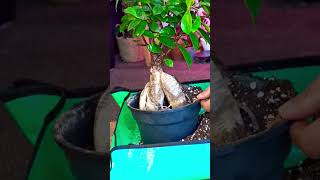 Replanting Ginseng Ficus  Indoor Gardening [upl. by Maeve533]